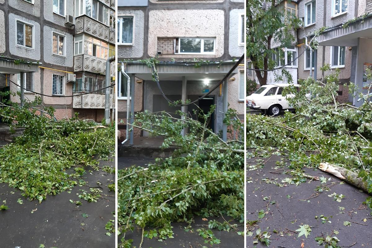 Оборванные ветки деревьев мешали и пешеходам, и автомобилям / фото Наталья Горбенко Оборванные ветки деревьев мешали и пешеходам, и автомобилям / фото Наталья Горбенко