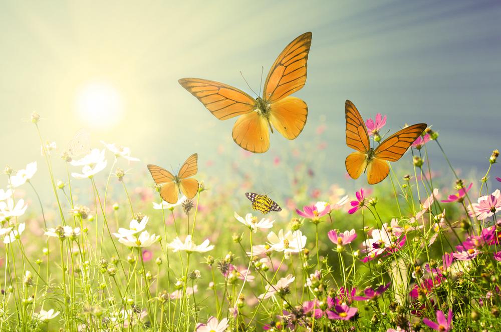 Народне свято 24 травня / фото ua.depositphotos.com