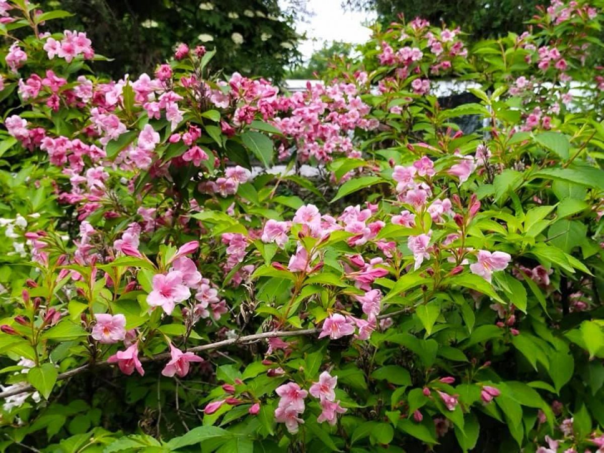 Pictures Beautiful Weigela shrubs in Odesa garden 10 June 2021