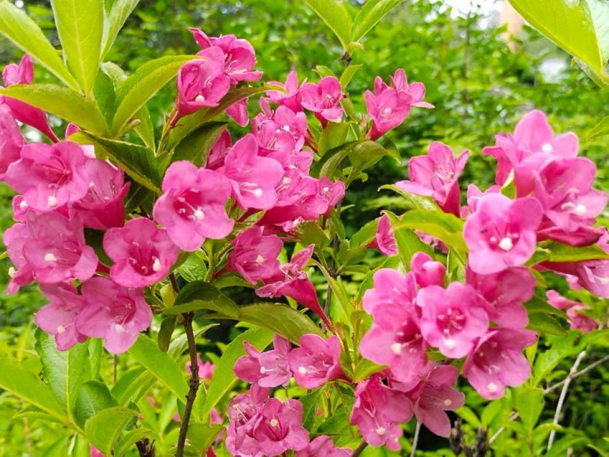 Pictures Beautiful Weigela shrubs in Odesa garden 10 June 2021