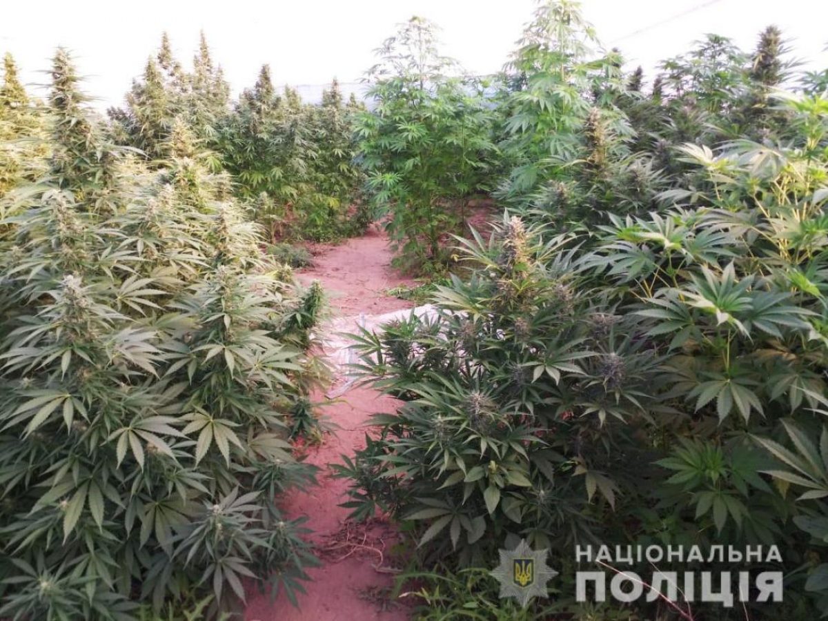 Вашингтон выращивал в саду марихуану каналы поставки марихуаны