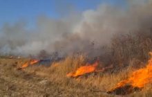 В Израиле из-за аномальной жары начались пожары (видео)