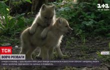 В бельгийском парке дикой природы сняли развлечения малых волчат (видео)