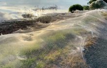 Пауки облепили паутиной окрестности австралийского штата (фото, видео)