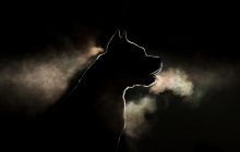 У Києві стафорд намертво вчепився в таксу: собаку врятував нацгвардієць з ножем (відео 18+)
