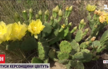 В лесу на Херсонщине густо зацвели кактусы: появились они там при загадочных обстоятельствах (видео)