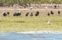В Одесскую область из тундры прилетели боевые турухтаны (фото)