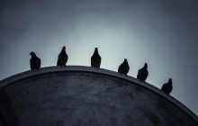 Растворились в воздухе: в Британии во время голубиной гонки пропали 10 тысяч птиц