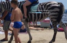 На Херсонщині коня перефарбували в зебру і змусили працювати у 35-градусну спеку (відео)