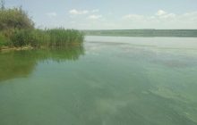 В Одеській області на Хаджибейському лимані спостерігається масовий замор риби