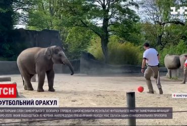 Слон з гамбурзького зоопарку спрогнозує результат матчу "Німеччина-Франція"