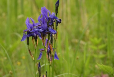 31 мая: народный праздник, приметы погоды и главные запреты дня