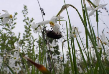 Смена сезонов в долине нарциссов в Карпатах