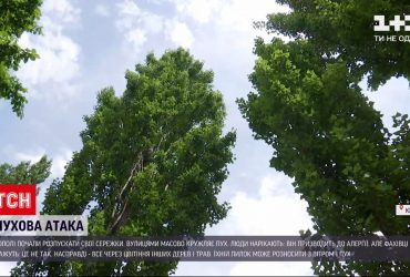 Насморк, слезотечение и чихание - есть ли причиной этих симптомов пух тополя