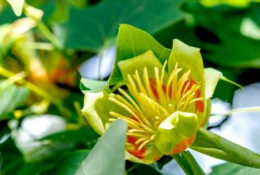Tulip tree in Uzhgorod