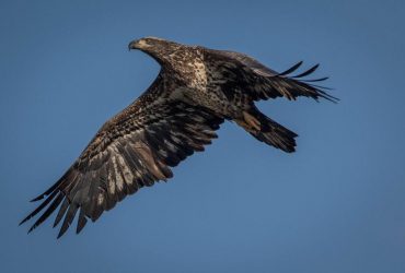 Ви що несете, мерзота: путінський пропагандист вибухнув через ідеї Думи щодо безпілотників