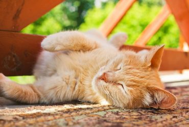 Спека до +35°: з якої погоди почнеться новий тиждень – прогноз на 8 серпня