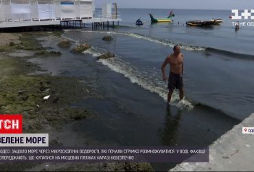 В Одессе зацвело море - купаться в такой воде не советуют
