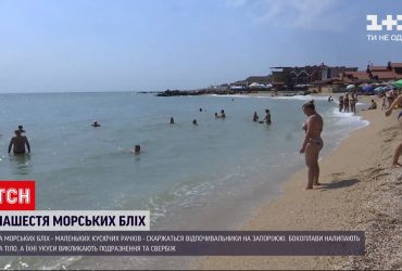 В Бердянске отдыхающих донимают морские блохи