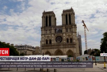 Для реставрации Нотр-Дама вырубили 200-летние дубы