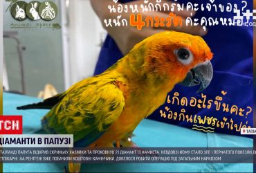 Попугай по имени Фрости глотнула 21 бриллиант из ожерелья хозяйки