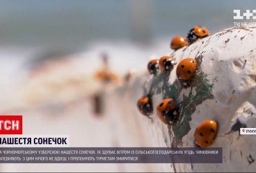 На черноморском побережье Румынии произошло нашествие божьих коровок