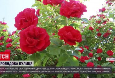 Жители двух 5-этажек Тернополя сделали из общего двора бесплатную фотолокацию