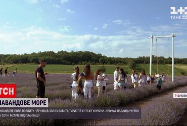 Лавандовое поле вблизи Черновцов влечет туристов со всей страны