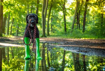 Сьогодні частину України накриють дощі: де будуть опади (карта)