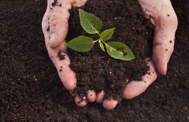 Садоводы используют это простое средство для богатого урожая: секрет раскрыт