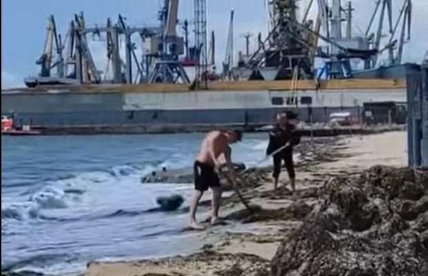 У Бердянську комунальники очищали пляж від водоростей, викидаючи їх назад в море (відео)