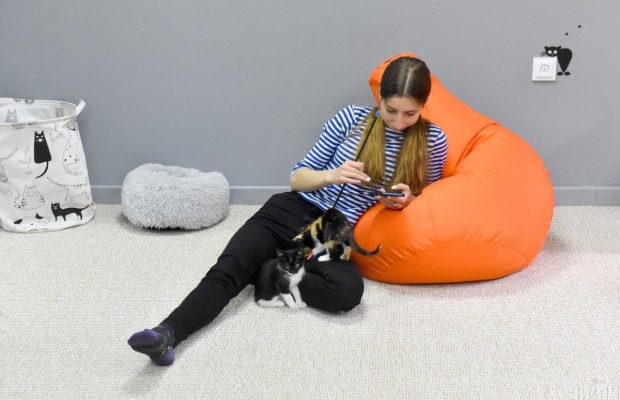 Чому кішки сунуть зад в обличчя людини: причина такої поведінки може здивувати