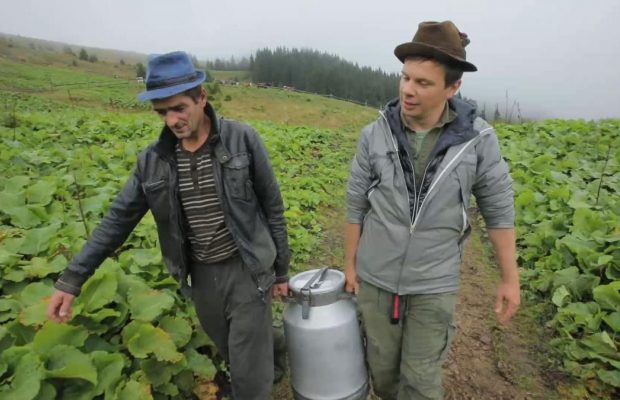 У новому випуску "Мандруй Україною з Дмитром Комаровим" показали, як добувають "біле золото" Карпат (відео)