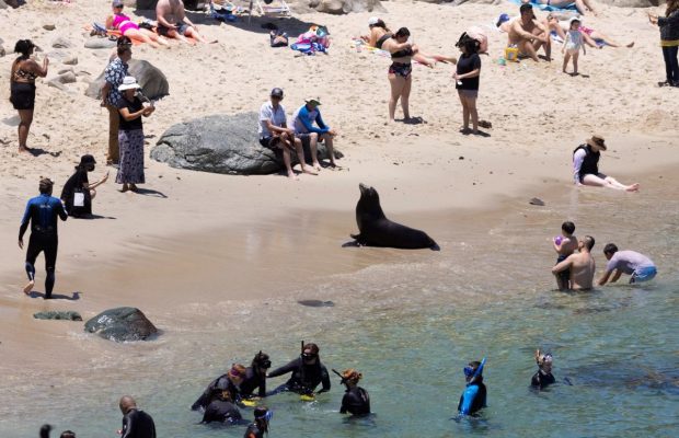 В Калифорнии туристы вернулись на пляжи, но место уже заняли морские львы (фоторепортаж)