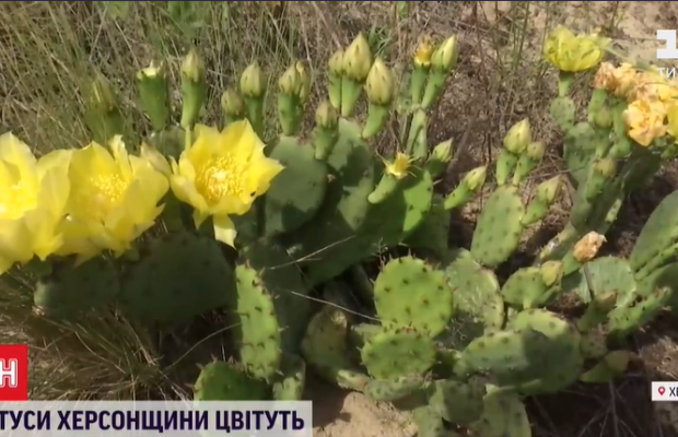 У лісі на Херсонщині рясно зацвіли кактуси: з'явилися вони там за загадкових обставин (відео)