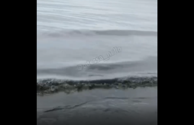 Стало чорним: брудне море в Одесі налякало українців (відео)