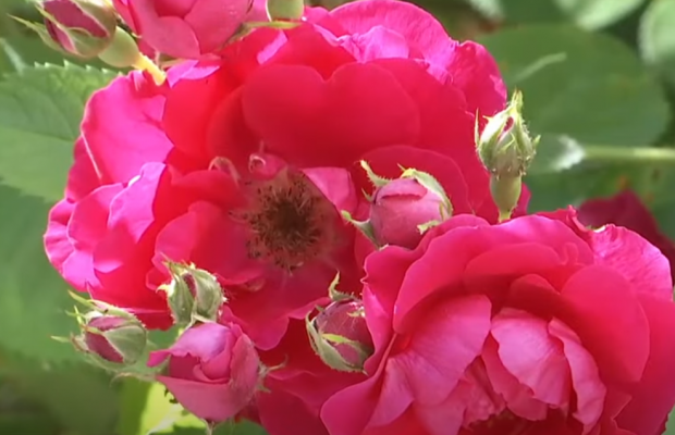 Зона "вау": у Тернополі звичайний двір перетворили на квітучу оранжерею (відео)