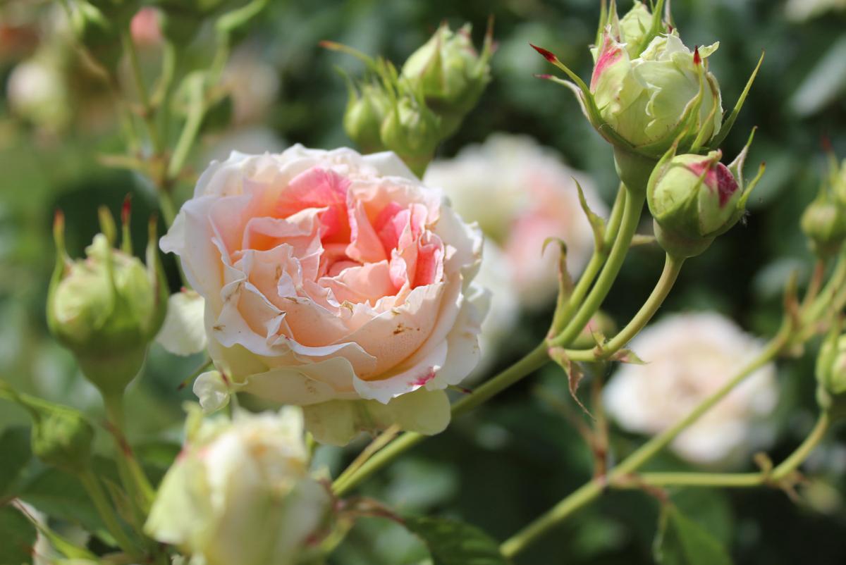 Как заставить розу цвести / фото Национальный ботанический сад им. Гришко