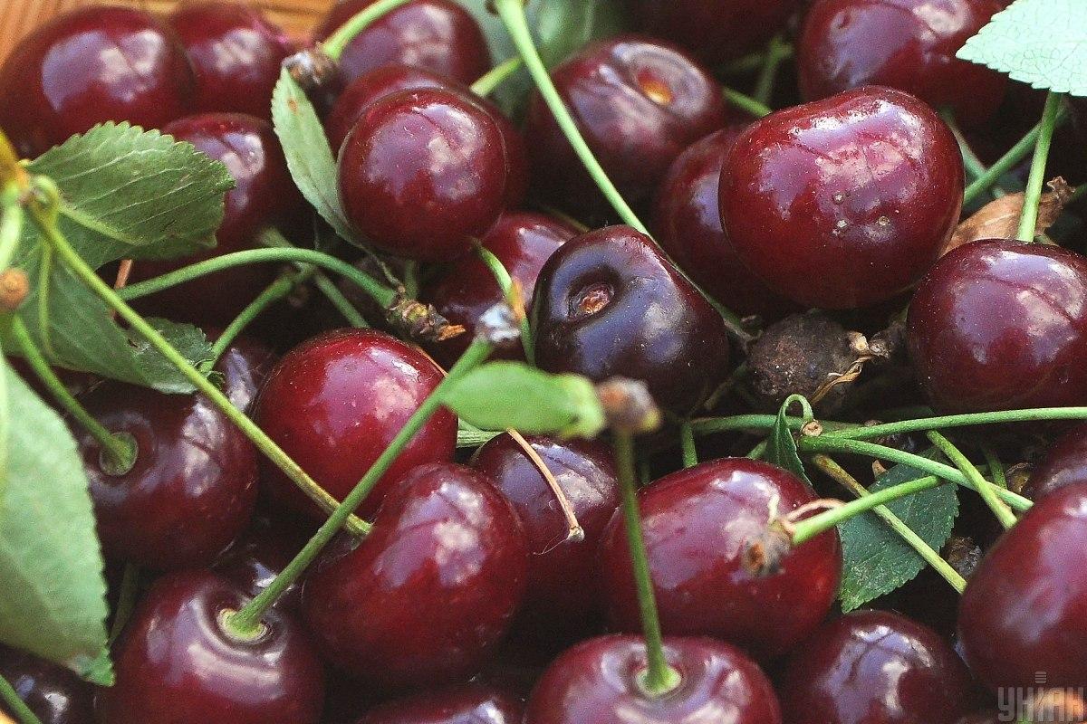 Українці звикли до великої та соковитої ягоди з Мелітополя, проте нині доводиться купувати інші плоди / фото УНІАН, Олексій Іванов