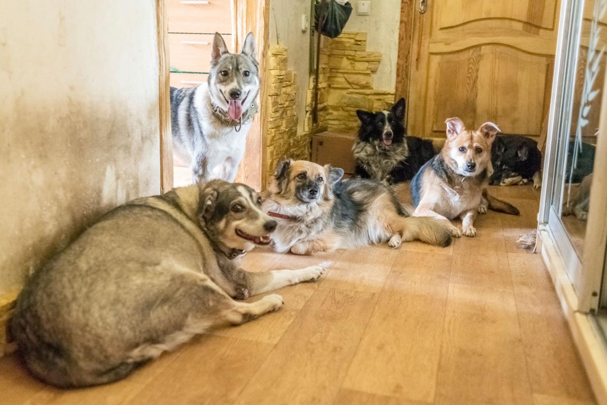 Без помощи людей животные обречены на голодную смерть / фото - facebook.com/AnimalShelterKiev Без помощи людей животные обречены на голодную смерть / фото - facebook.com/AnimalShelterKiev