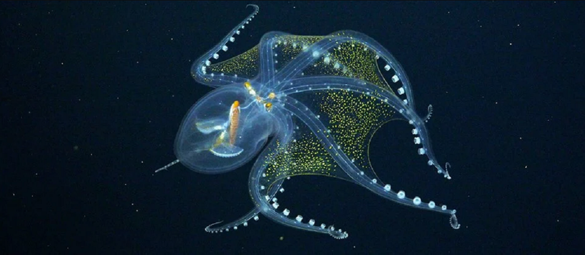 Стеклянный осьминог почти полностью прозрачен / фото Schmidt Ocean Institute