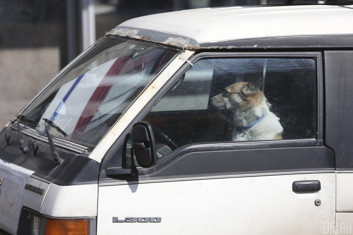 Новый закон запрещает оставлять животных одних в закрытом авто при температуре воздуха более +20ºС / фото УНИАН, Владимир Гонтарь