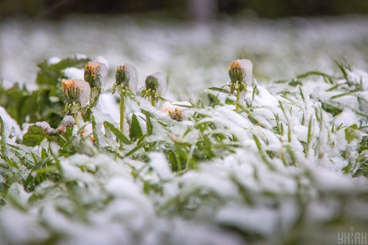 В Украине ожидаются заморозки / фото УНИАН В Украине ожидаются заморозки / фото УНИАН