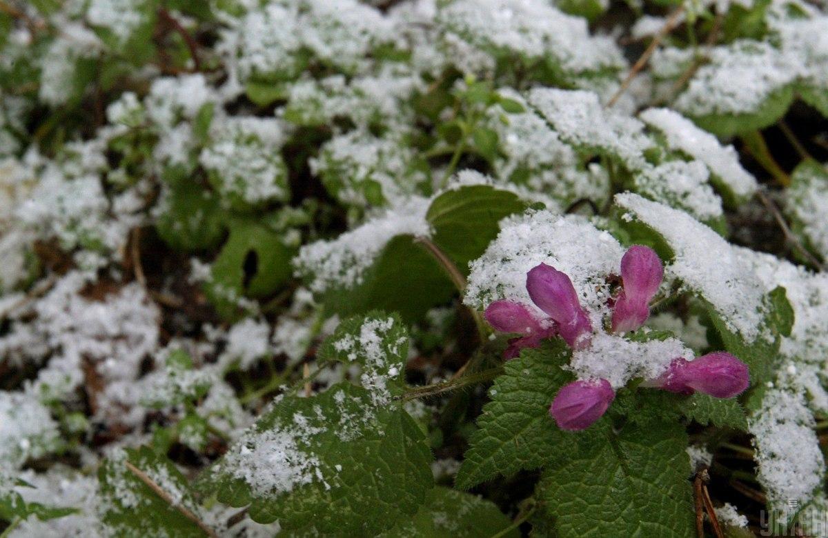 Вночі 4 червня в Україні можливі заморозки на грунті / фото УНІАН Вночі 4 червня в Україні можливі заморозки на грунті / фото УНІАН