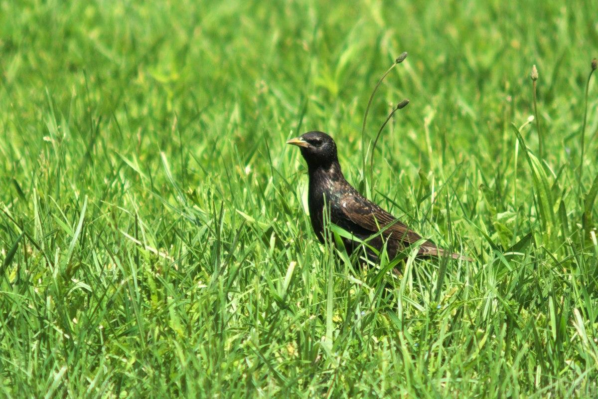 Народне свято 7 червня / фото УНІАН