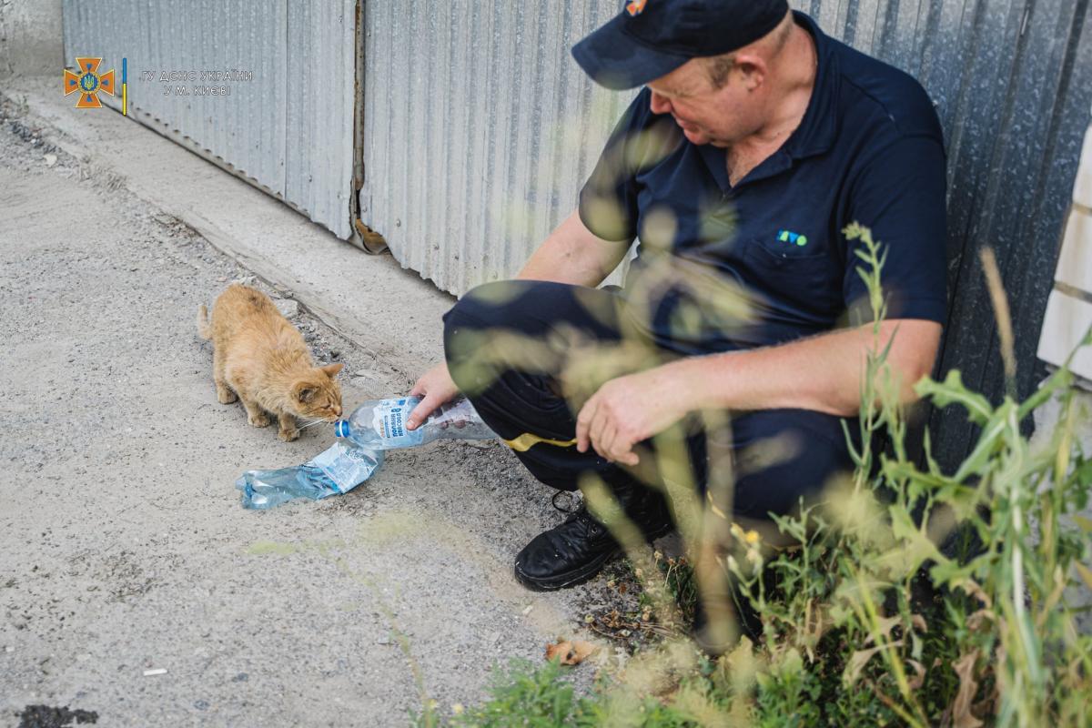 Кота напоили / фото УНИАН Кота напоили / фото УНИАН