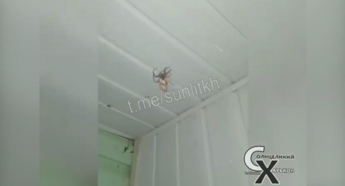 Местный коттедж заполонили пауки / скриншот из видео