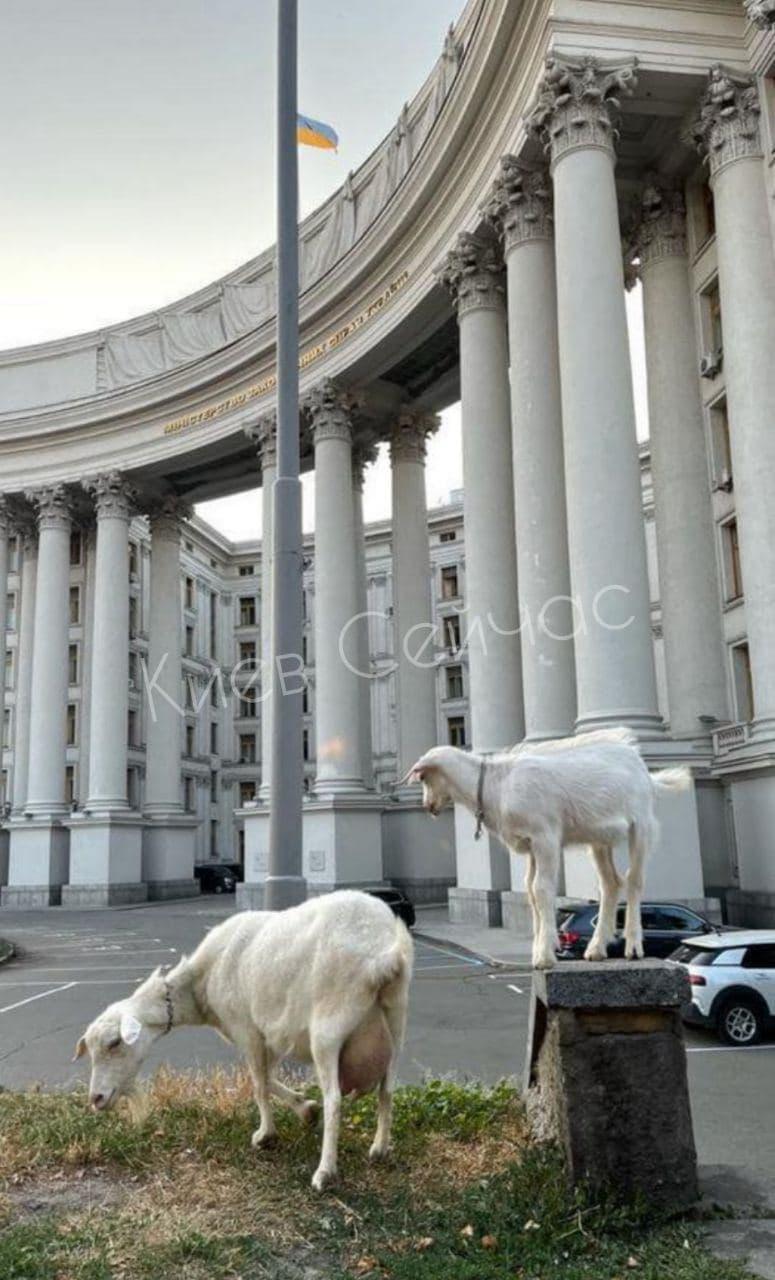 Одна из них щипала траву / фото: Киев сейчас Одна из них щипала траву / фото: Киев сейчас