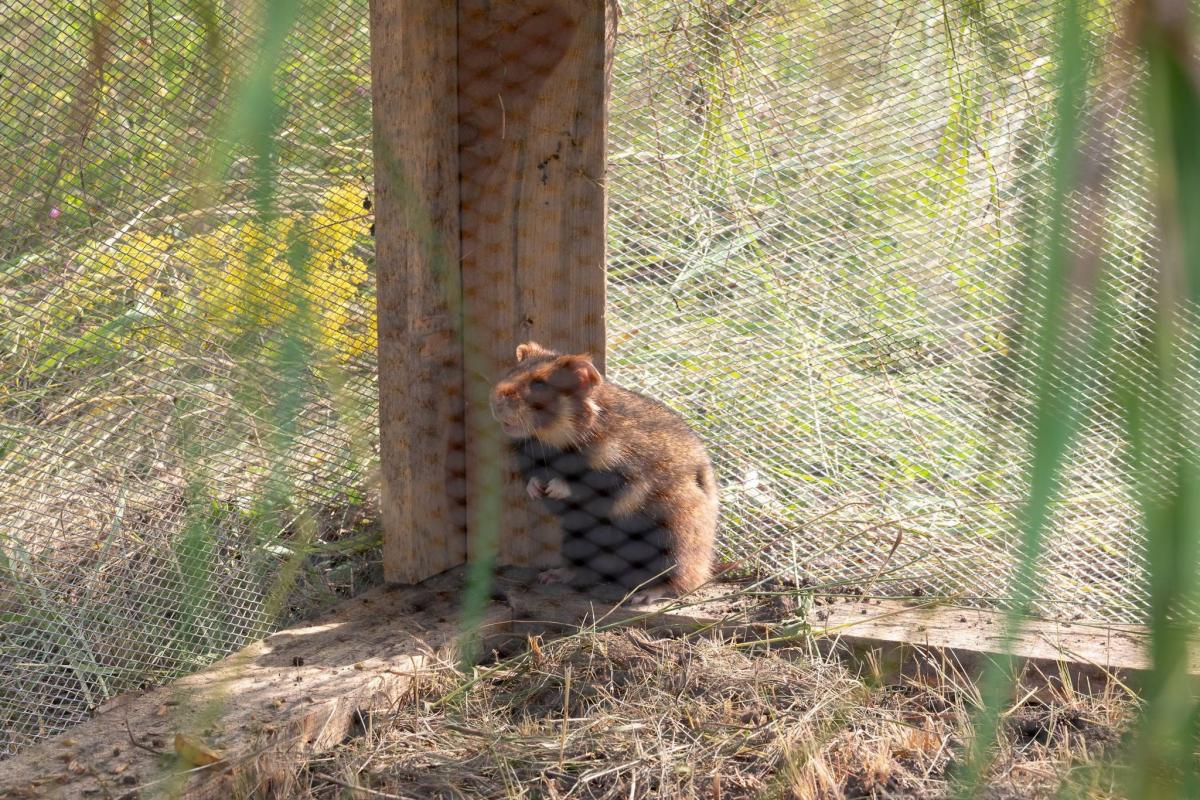 Європейський хом'як з Київського зоопарку / фото facebook.com/zoo.kyiv.ua Європейський хом'як з Київського зоопарку / фото facebook.com/zoo.kyiv.ua