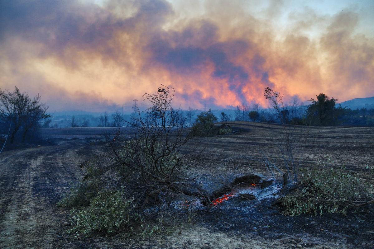 В Алжире полыхают лесные пожары / фото REUTERS